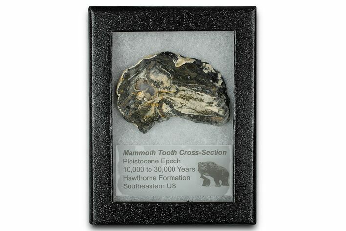 Mammoth Molar Slice With Case - South Carolina #350010